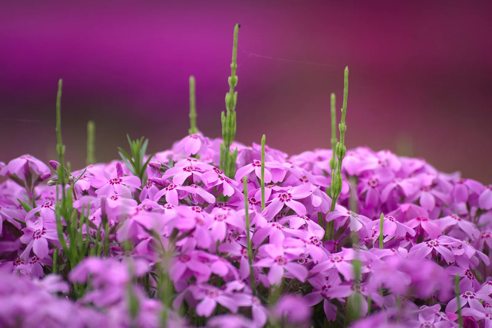Close up of pink moss phlox flowers at Hitsujiyama Park in Chichibu