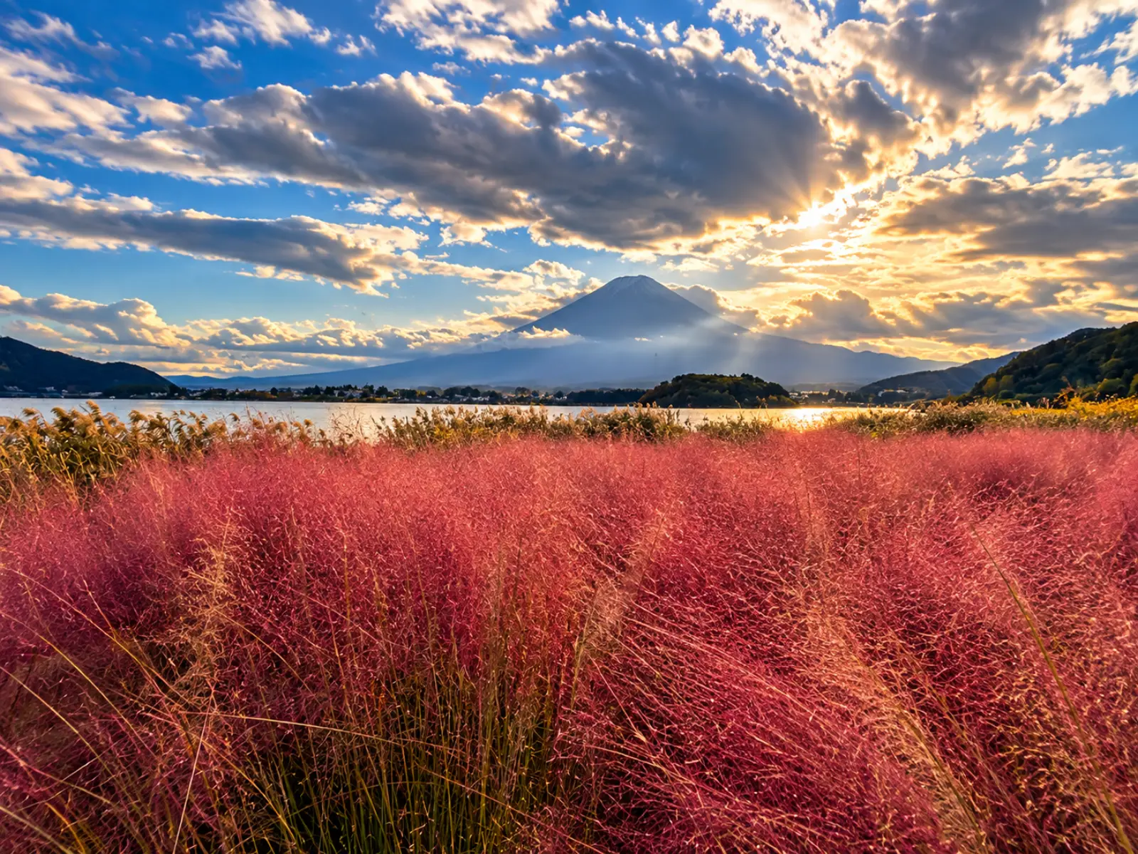 Pink muhly grass and Mt Fuji at sunset, Lake Kawaguchiko