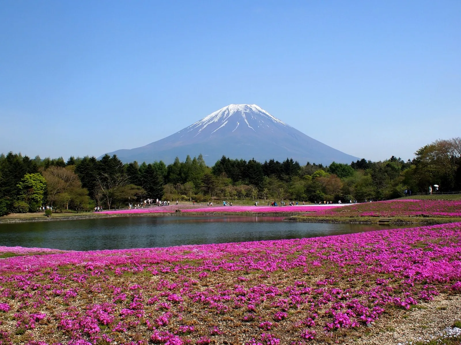 Fields of pink moss phlox in front of snow-capped Mt Fuji