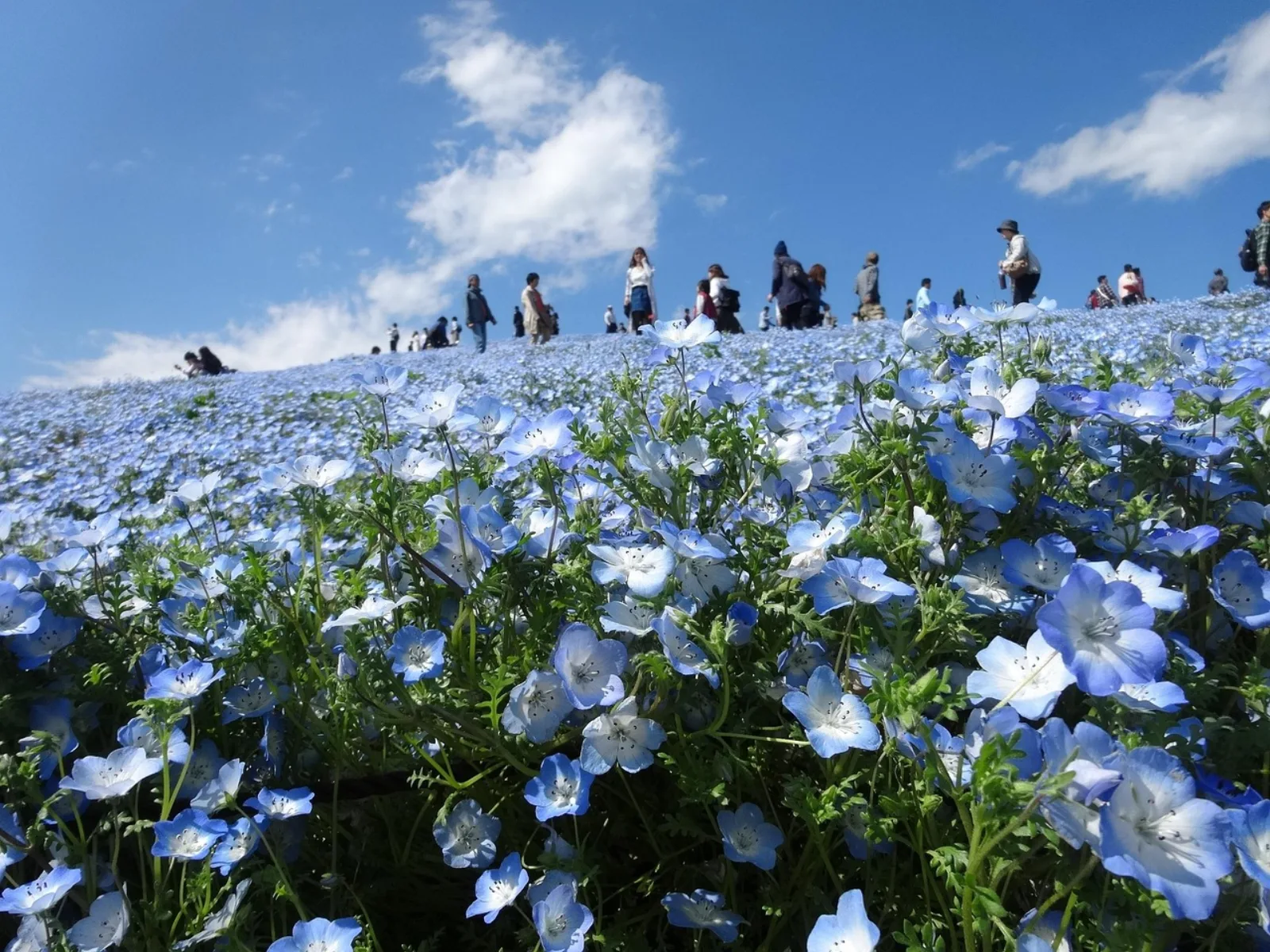 Visitors walking up a hill covered in blue nemophila flowers at Hitachi Seaside Park