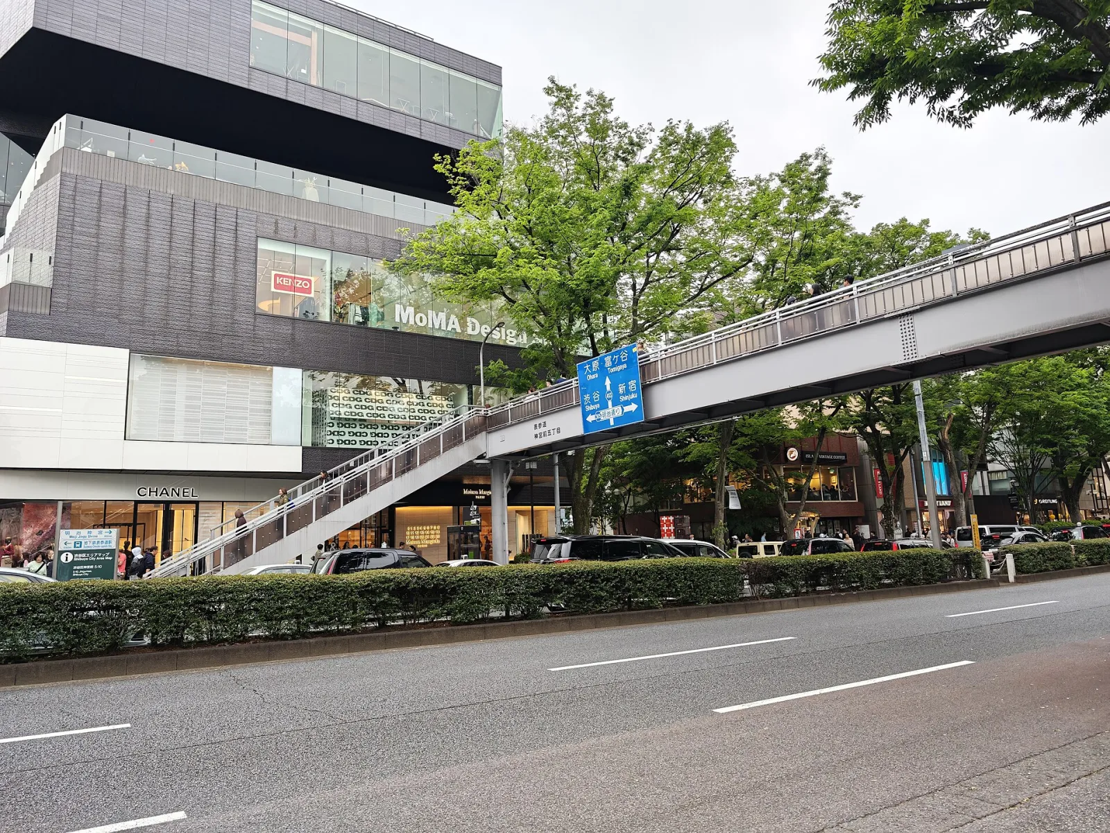 Zelkova trees and the pedestrian bridge over Omotesando avenue in Jingumae, near the luxury vintage shops